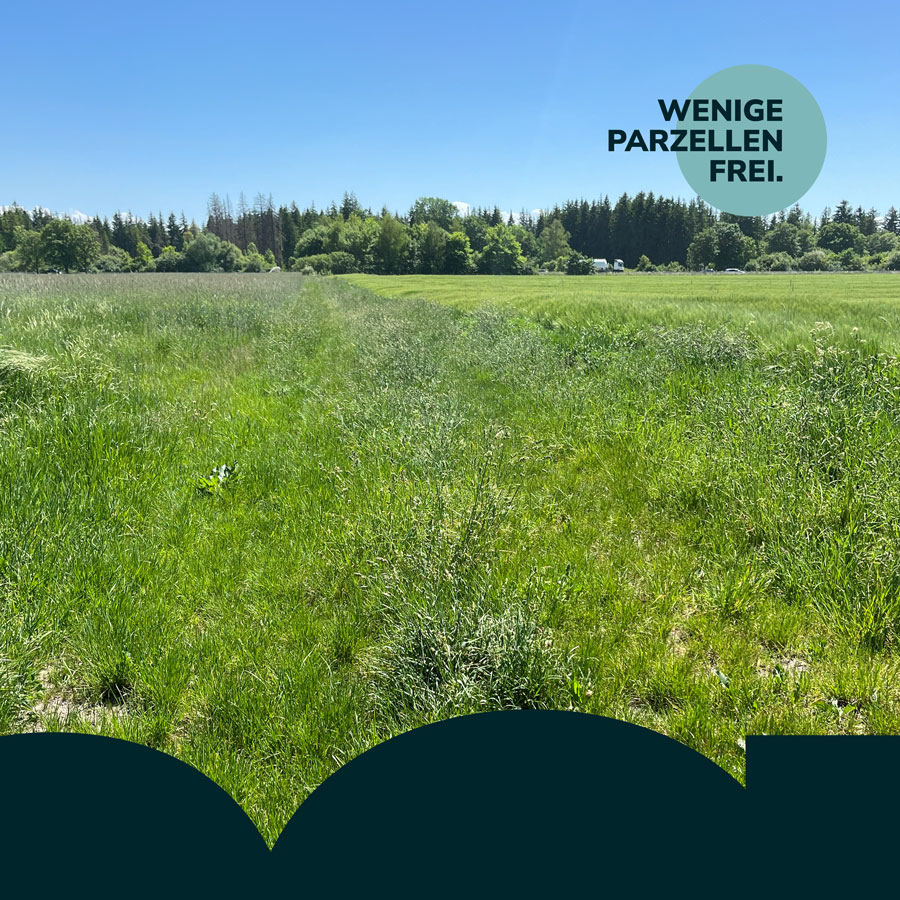 Grünes Feld mit helblauen Video. Rechts oben in der Ecke steht, wenige Parzellen frei.
