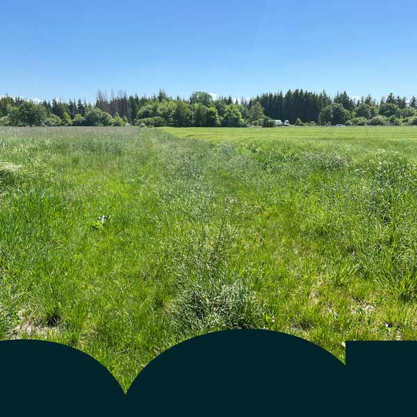 Grünes Feld mit helblauen Video.
